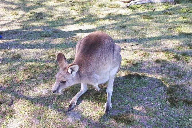 Blue Mountains Private Tour with Kangaroo and Koala Experience - Price and value: what you’re really paying for
