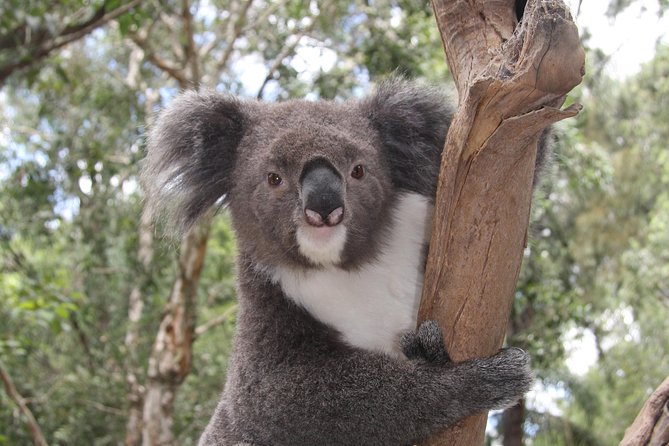 Blue Mountains Private Tour with Kangaroo and Koala Experience - Logistics that make mornings easier (pickup, vehicle, timing)