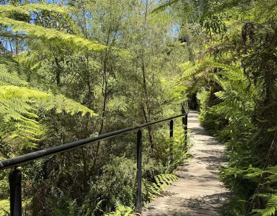 Blue Mountains Tour, Katoomba Falls & Cockatoos Small Group - Maple Grove Park Cockatoo Spotting and the Katoomba Cascades Boardwalk