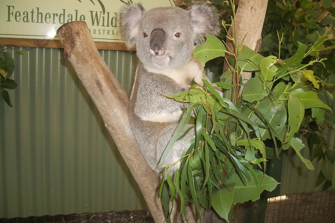 Blue Mountains Tour PRIVATE with Wildlife Park and River Cruise - Why This Blue Mountains Private Day Tour Feels Worth It