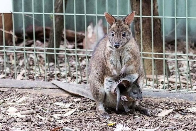 Blue Mountains Tour PRIVATE with Wildlife Park and River Cruise - Echo Point Lookout: The Three Sisters Moment (30 Minutes)