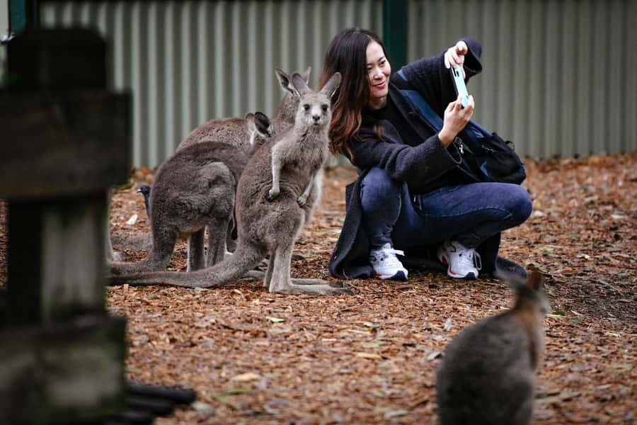 Blue Mountains Tour - Small grp, Koala, Kangaroo & Waterfall - Key highlights I’d plan around