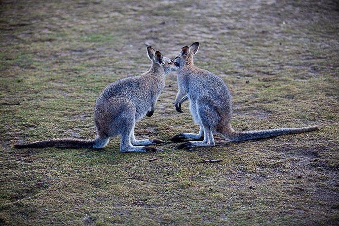 Blue Mountains Wildlife Full-Day Sights and Hiking from Sydney - How the 10-hour pacing works from Sydney