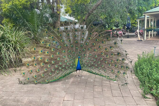 Blue Mountains Wildlife Full-Day Sights and Hiking from Sydney - What you’re really paying for: value at $238.84 per person