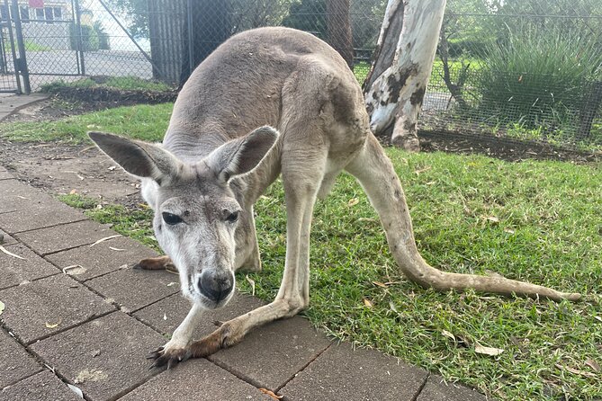 Blue Mountains Wildlife Full-Day Sights and Hiking from Sydney - Calmsley Hill City Farm: where the day starts with animals and morning tea