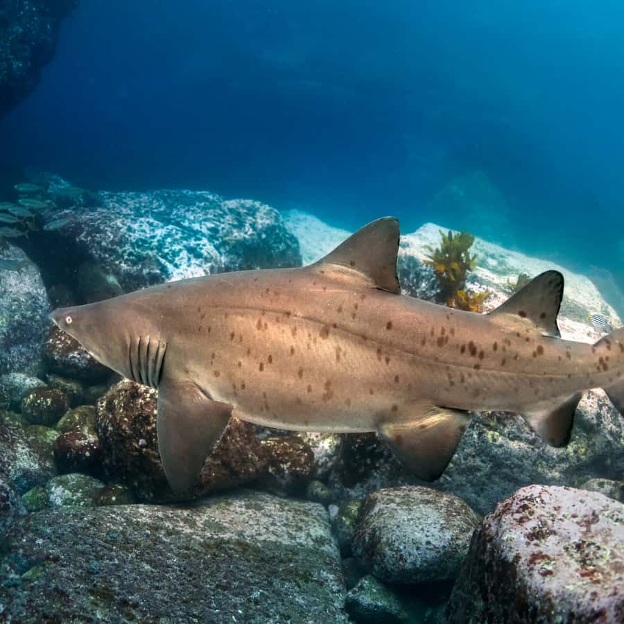 Bondi: Shark Dive at Bushrangers Bay for Certified Divers - Key highlights