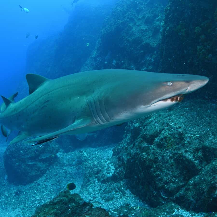 Bondi: Shark Dive at Bushrangers Bay for Certified Divers - Grey nurse sharks at Bushrangers Bay: what you’re really paying for