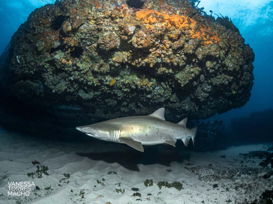 Bondi: Shark Dive at Bushrangers Bay for Certified Divers - Getting ready at the Bondi scuba centre: gear, certification, and real guide energy