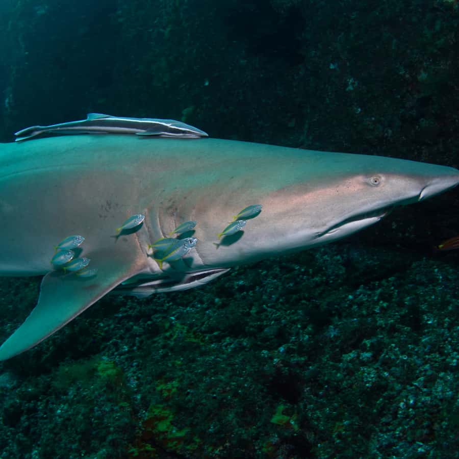 Bondi: Shark Dive at Bushrangers Bay for Certified Divers - Two guided shore sessions near the shoreline: what to expect underwater