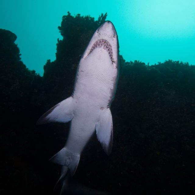 Bondi: Shark Dive at Bushrangers Bay for Certified Divers - Price and value at $272: what you’re getting for your money