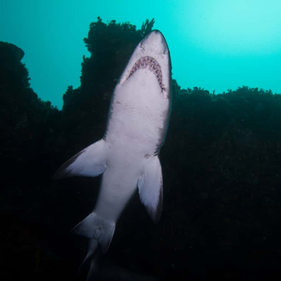 Bondi: Shark Dive at Bushrangers Bay for Certified Divers - Should you book this Bondi to Bushrangers Bay shark swim?
