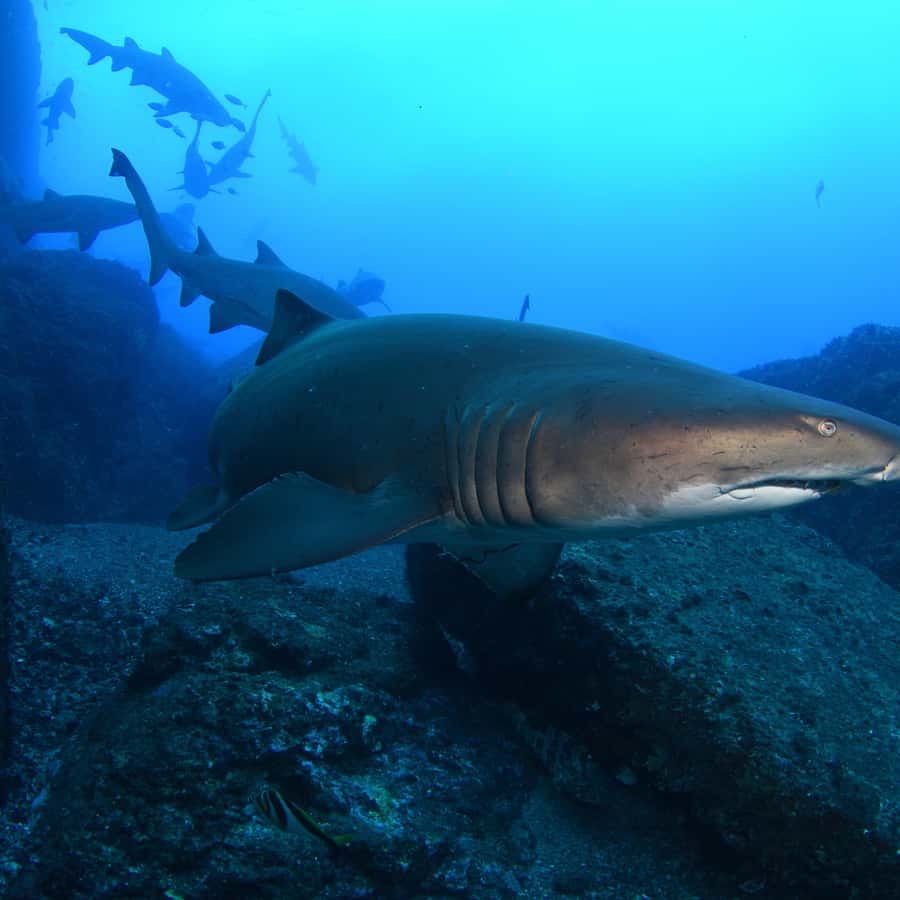 Bondi: Shark Dive at Bushrangers Bay for Certified Divers - From Bondi to Shellharbour in one day: the pacing that helps