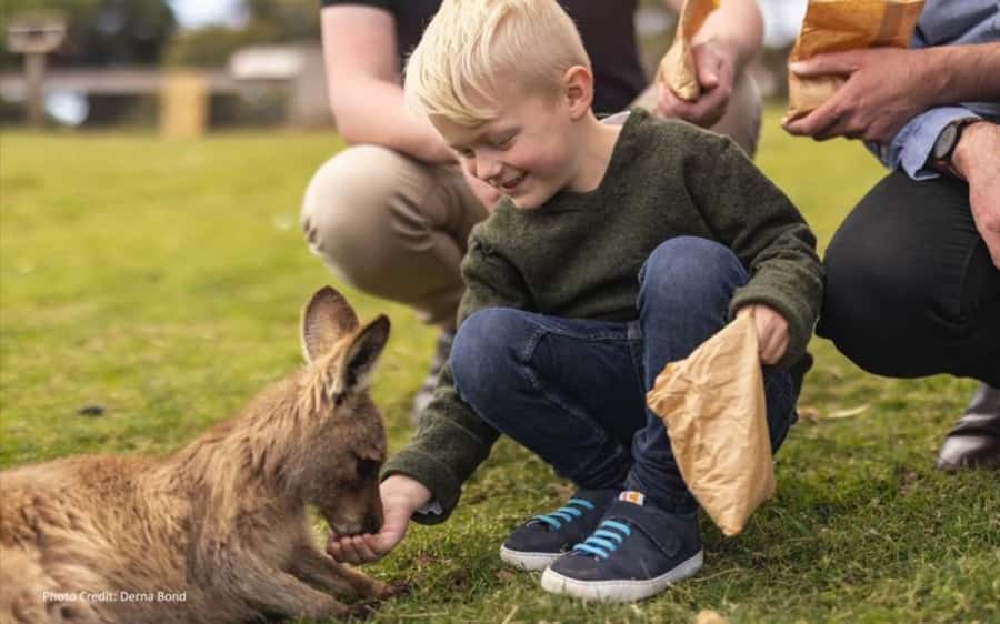 Bonorong & Richmond: Shore Excursion (Private Tour) - Key Highlights at a Glance
