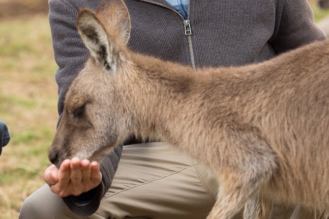 Bonorong Wildlife Park and Richmond Afternoon Tour from Hobart - An easy 4-hour afternoon: Richmond meets Bonorong