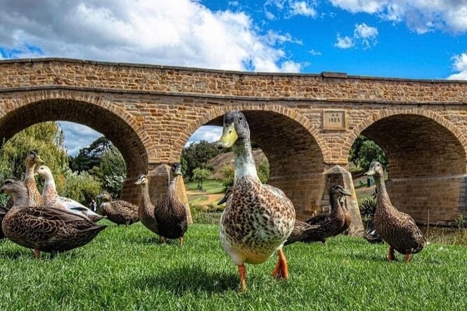 Bonorong Wildlife Park and Richmond Afternoon Tour from Hobart - Should you book it? My take on value