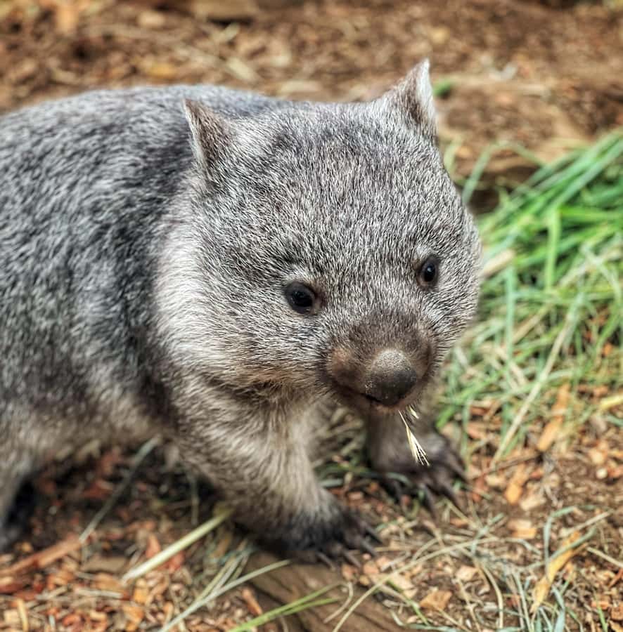 Bonorong Wildlife Sanctuary Half-Day Tour from Hobart - Key takeaways before you go
