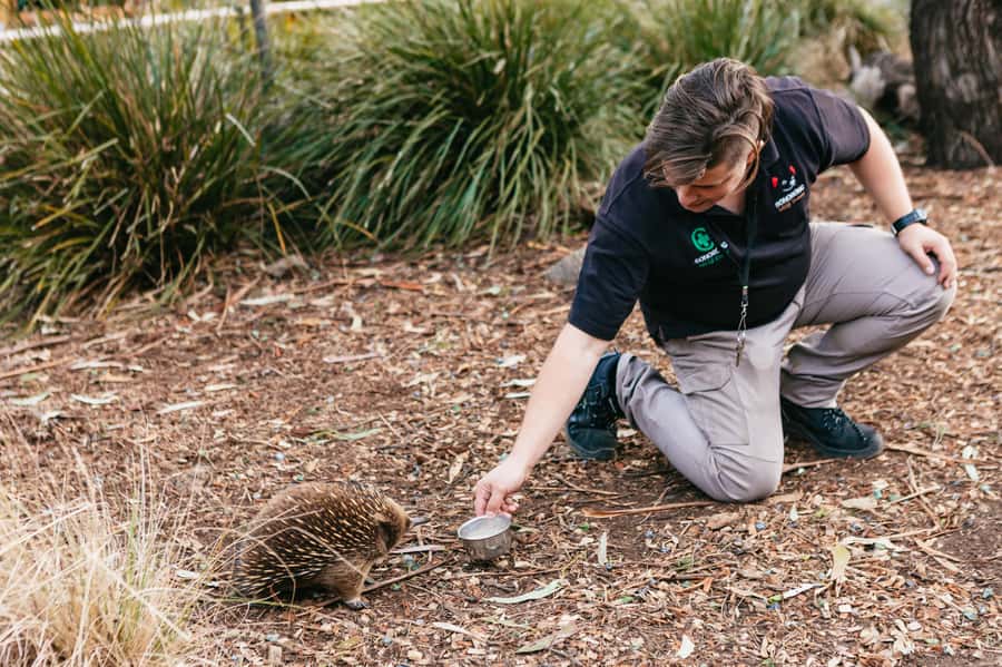 Bonorong Wildlife Sanctuary Half-Day Tour from Hobart - FAQ