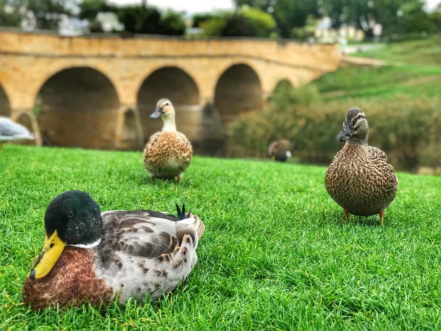 Bonorong Wildlife Sanctuary Half-Day Tour from Hobart - Leaving Hobart: Tasman Bridge views and a guided lead-in