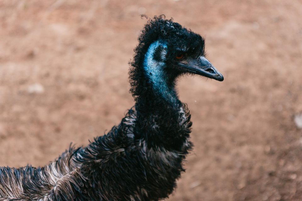 Bonorong Wildlife Sanctuary Half-Day Tour from Hobart - Price and value: what $88 gets you (and what it doesn’t)