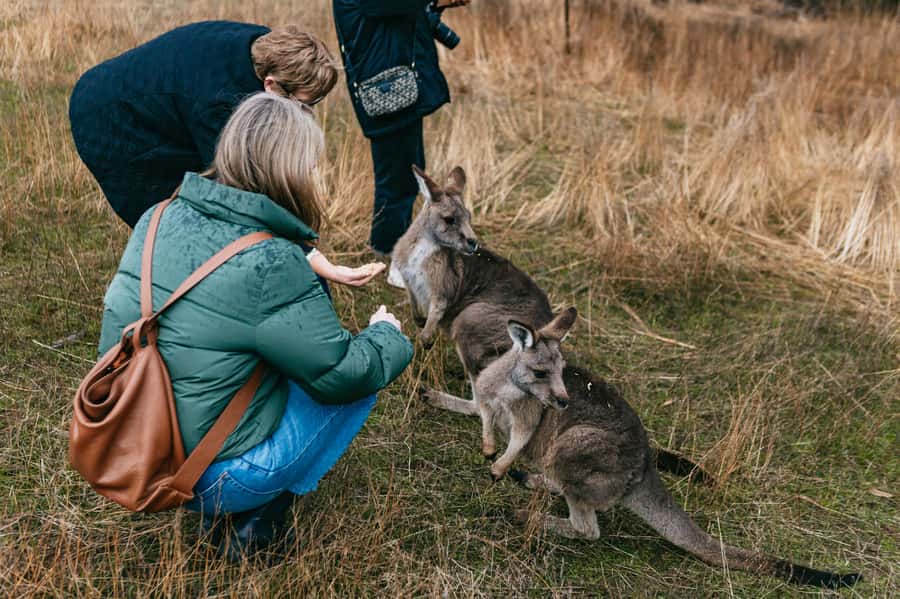 Bonorong Wildlife Sanctuary Half-Day Tour from Hobart - Who this tour suits best
