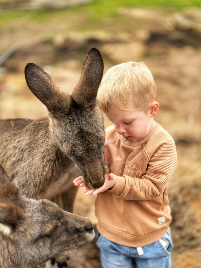 Bonorong Wildlife Sanctuary Half-Day Tour from Hobart - Richmond in 70 minutes: oldest convict-built bridge and strollable charm