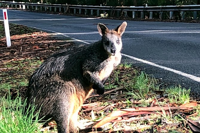 Boutique Great Ocean Road, wildlife and Rainforest Experience - Why This Great Ocean Road Day Starts in Anglesea (and Feels Better for It)