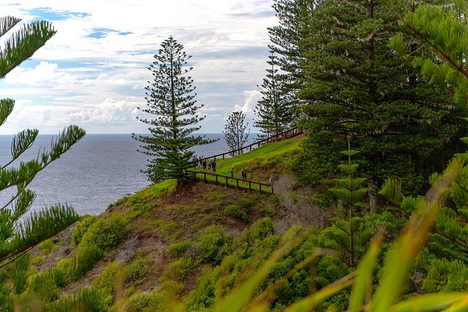 Breakfast Bushwalk in Norfolk Island - What the bushwalk feels like: rainforest, pines, white-woods, seabirds