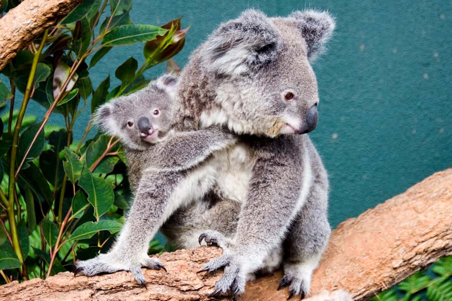 Breakfast with Koalas at WILD LIFE Zoo Darling Harbour - Key things to know before you go