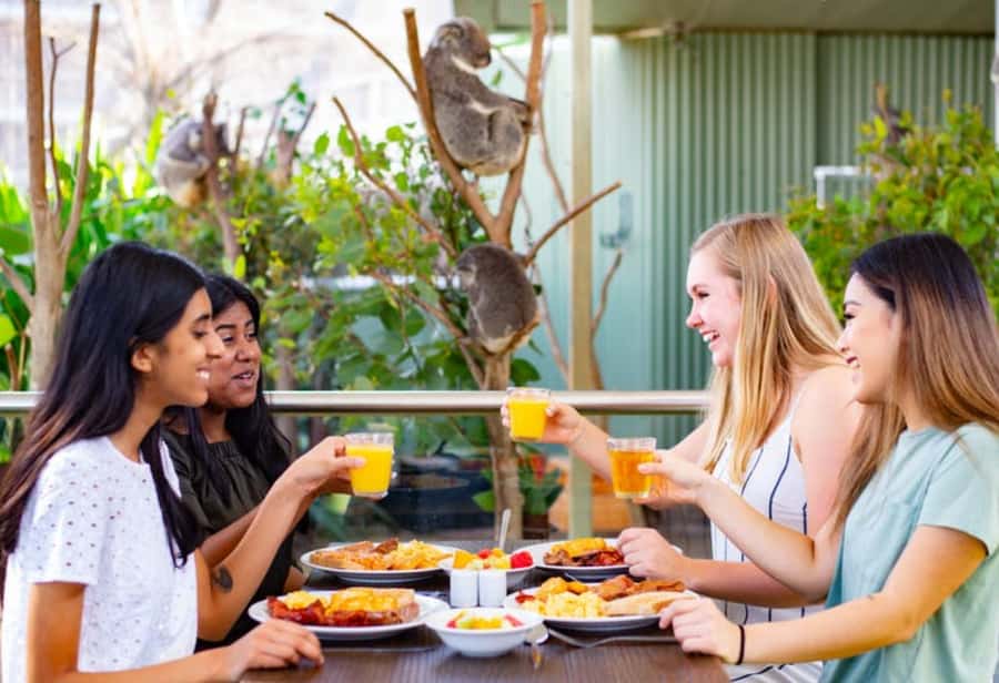 Breakfast with Koalas at WILD LIFE Zoo Darling Harbour - Breakfast with koalas, before the zoo gets loud