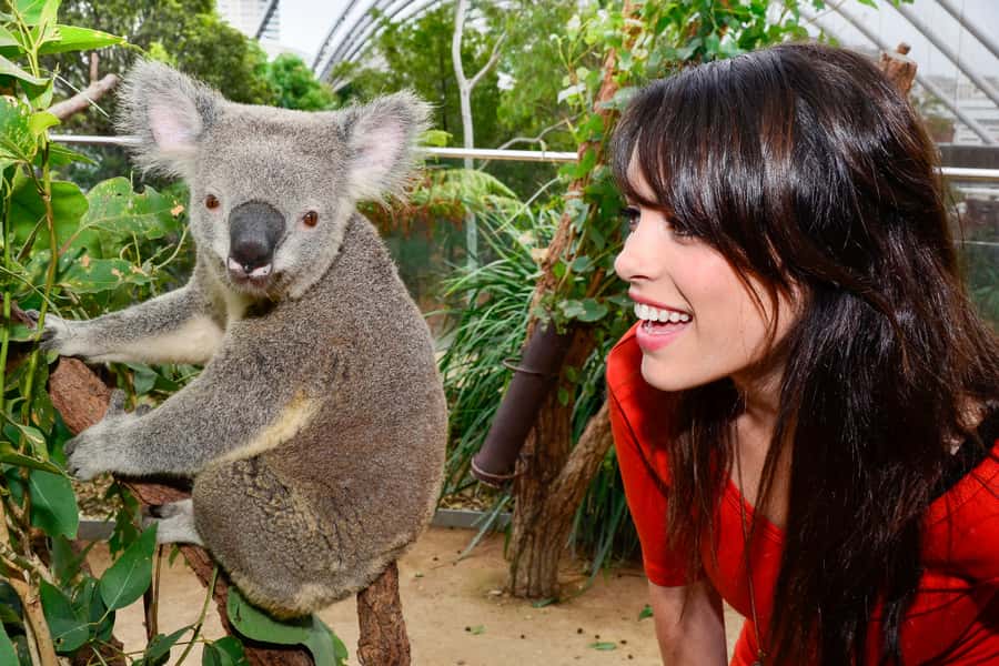 Breakfast with Koalas at WILD LIFE Zoo Darling Harbour - After 9:30: use your all-day zoo ticket wisely