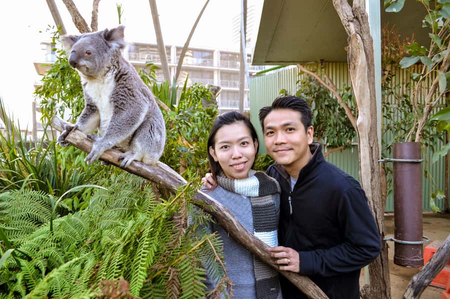Breakfast with Koalas at WILD LIFE Zoo Darling Harbour - Price and value: is $63 worth it?