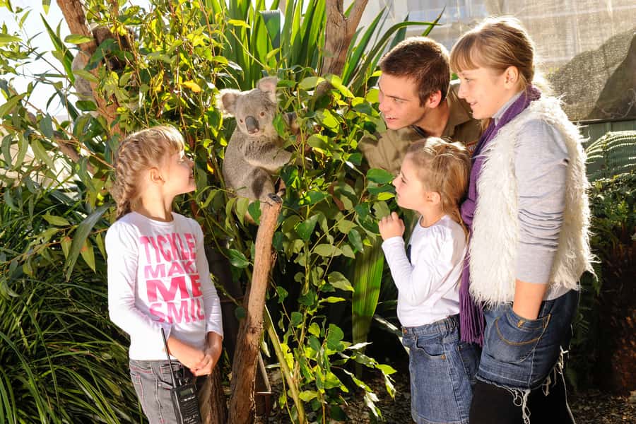 Breakfast with Koalas at WILD LIFE Zoo Darling Harbour - Who this is best for (and who should rethink it)