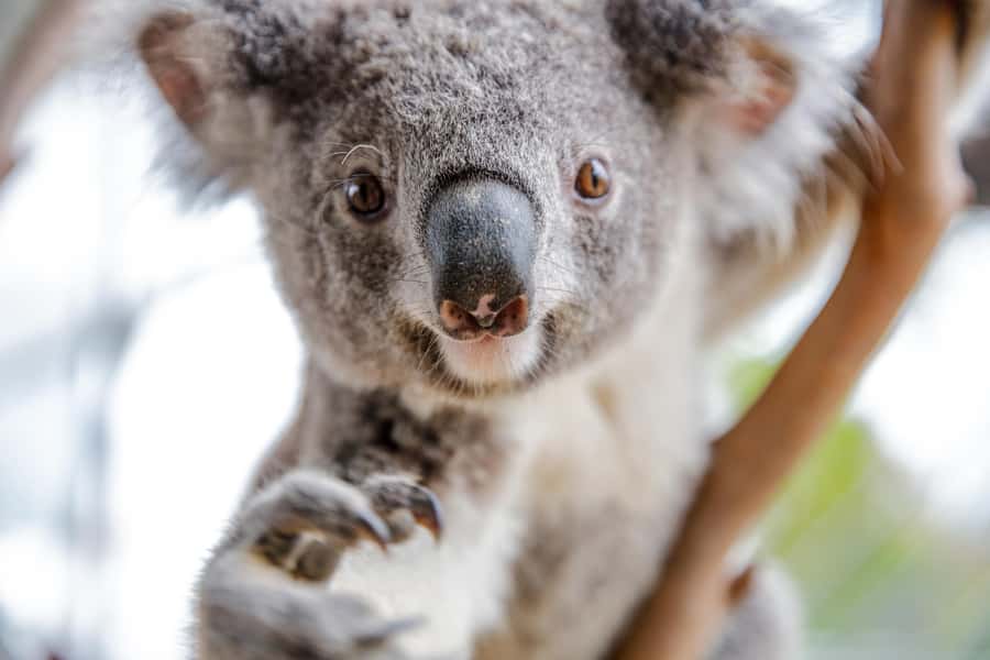 Breakfast with Koalas at WILD LIFE Zoo Darling Harbour - FAQ
