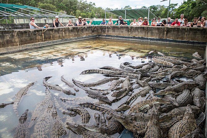 Breakfast with the Koalas at Hartley's Crocodile Park from Cairns or Palm Cove - Key things to know before you go