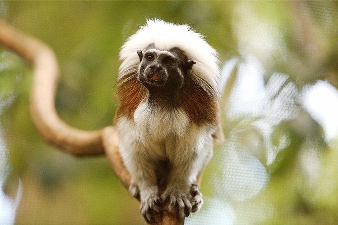 Breakfast with the Koalas at Hartley's Crocodile Park from Cairns or Palm Cove - Price and value: what you’re really paying for