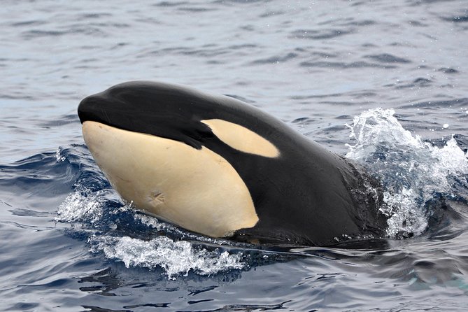 Bremer Bay Orca Experience - Getting to Bremer Bay Boat Harbour and starting at 8:00 a.m.