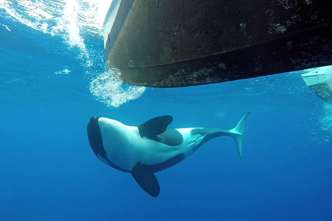 Bremer Bay Orca Experience - Live narration you can use, plus a small sound warning
