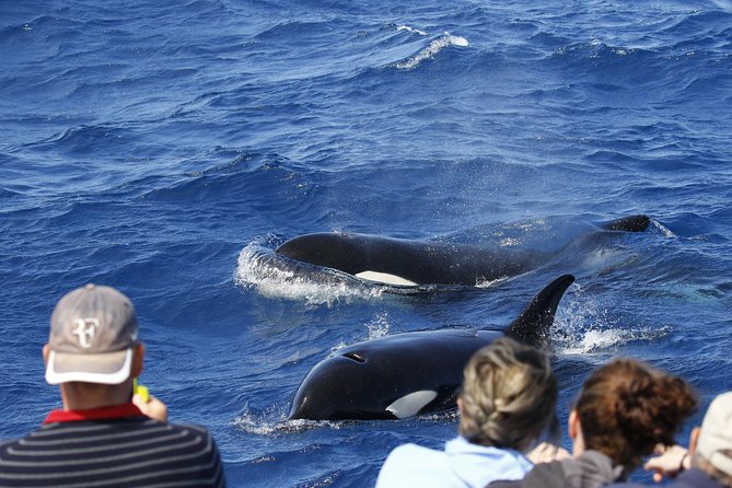 Bremer Bay Orca Experience - Group size and what it feels like onboard