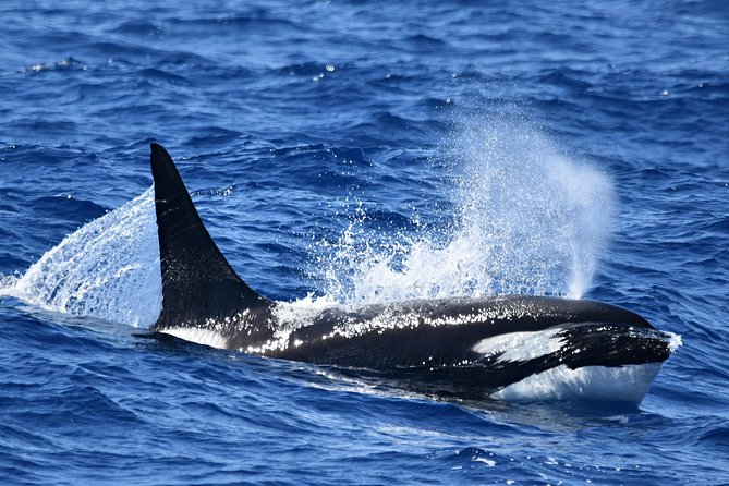 Bremer Bay Orca Experience - A 25-meter luxury cruiser built for comfort and fewer slowdowns