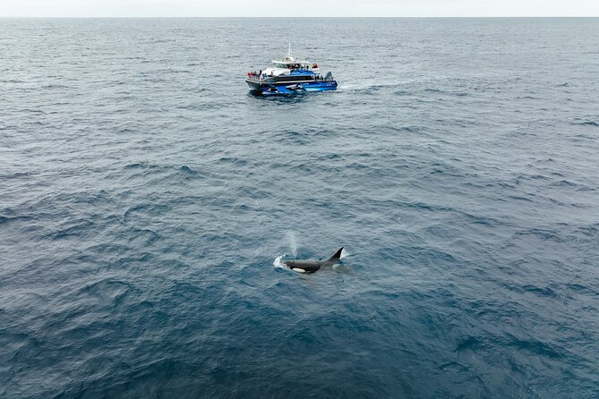 Bremer Canyon Killer Whale (Orca) Expedition - Beyond orcas: the other wildlife you might see