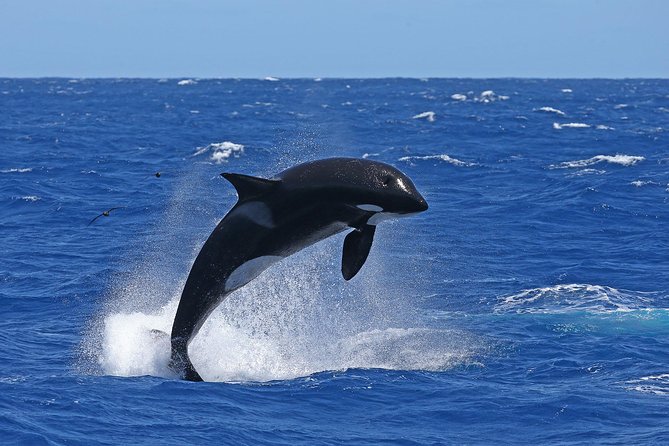 Bremer Canyon Killer Whale (Orca) Expedition - Crew, operator experience, and the small touches that matter