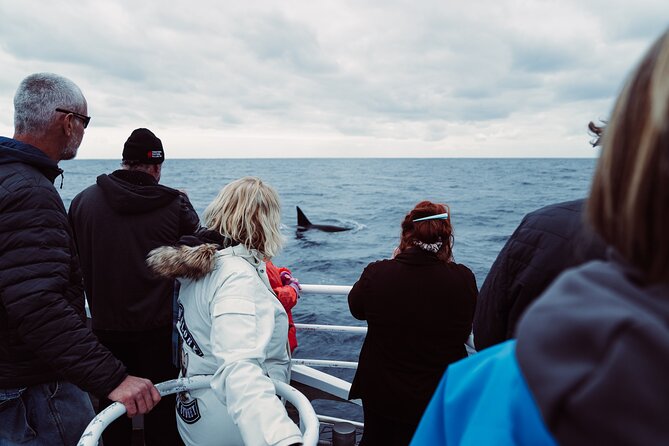 Bremer Canyon Killer Whale (Orca) Expedition - Tips to improve your odds and enjoy the ride more