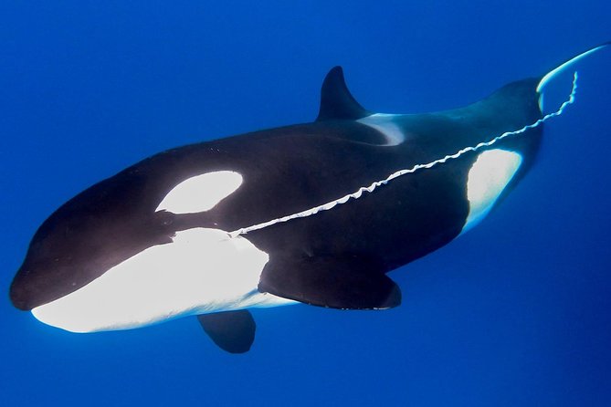 Bremer Canyon Killer Whale (Orca) Expedition - The 23-metre catamaran: comfort when the ocean gets chatty
