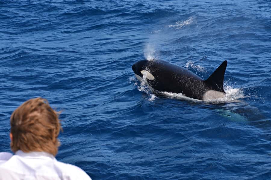 Bremer Canyon Orca Experience from Bremer Bay - Key things to know before you go