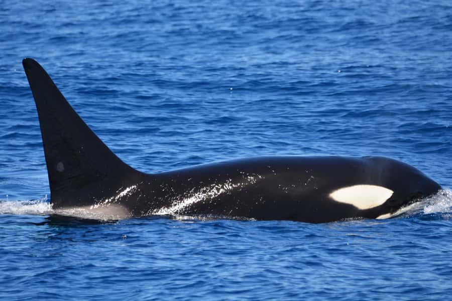 Bremer Canyon Orca Experience from Bremer Bay - Bremer Canyon Marine Reserve: the orca magnet off Bremer Bay