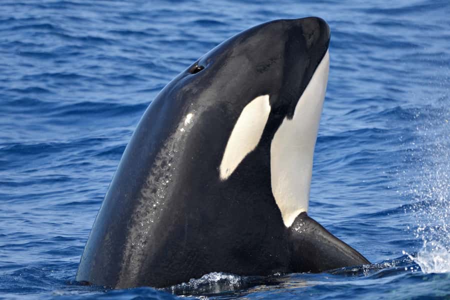 Bremer Canyon Orca Experience from Bremer Bay - Boarding the $4.5M, 25-meter luxury whale cruiser