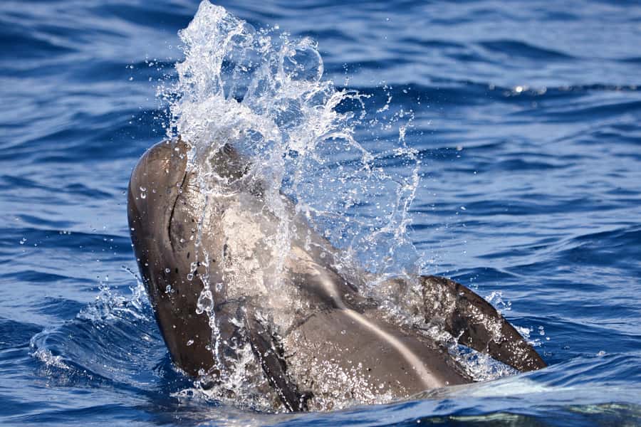 Bremer Canyon Orca Experience from Bremer Bay - Inside comfort and the all-day food plan that actually helps
