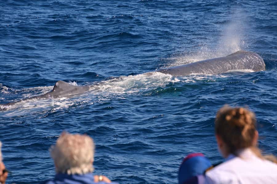 Bremer Canyon Orca Experience from Bremer Bay - How the orca spotting works: respect, behavior, and close moments