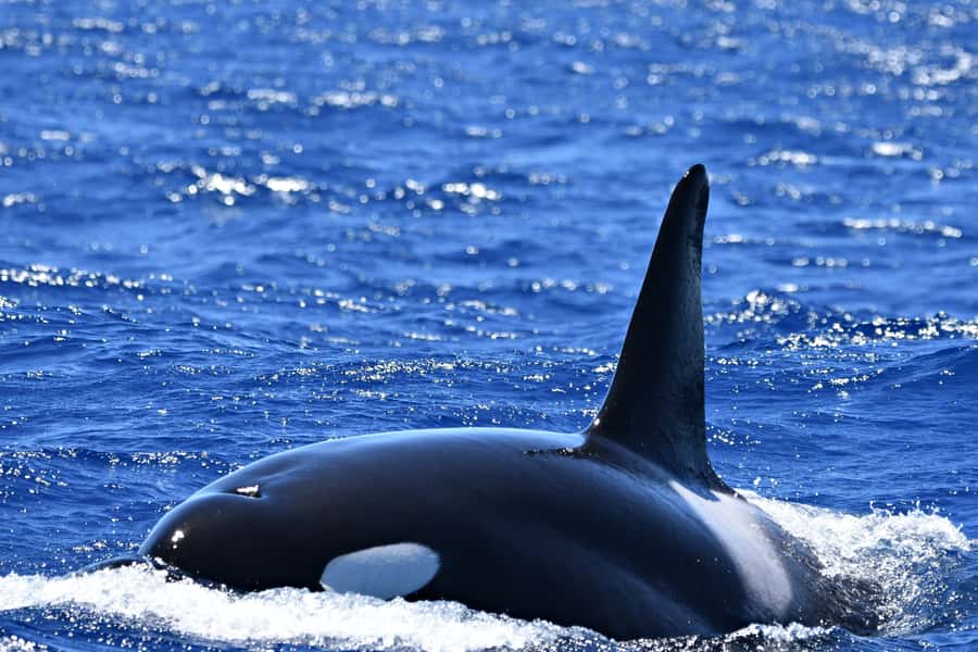 Bremer Canyon Orca Experience from Bremer Bay - Photographer day: free images to keep the memory straight