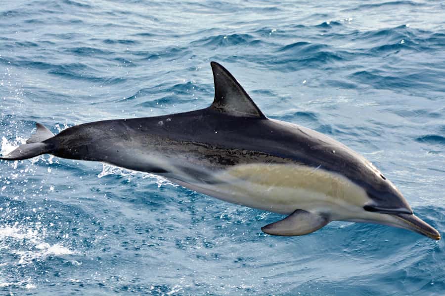 Bremer Canyon Orca Experience from Bremer Bay - Who should book (and who should plan for rougher seas)